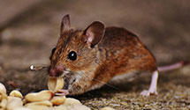 24 Hour & Emergency Exterminators in Voss, ND